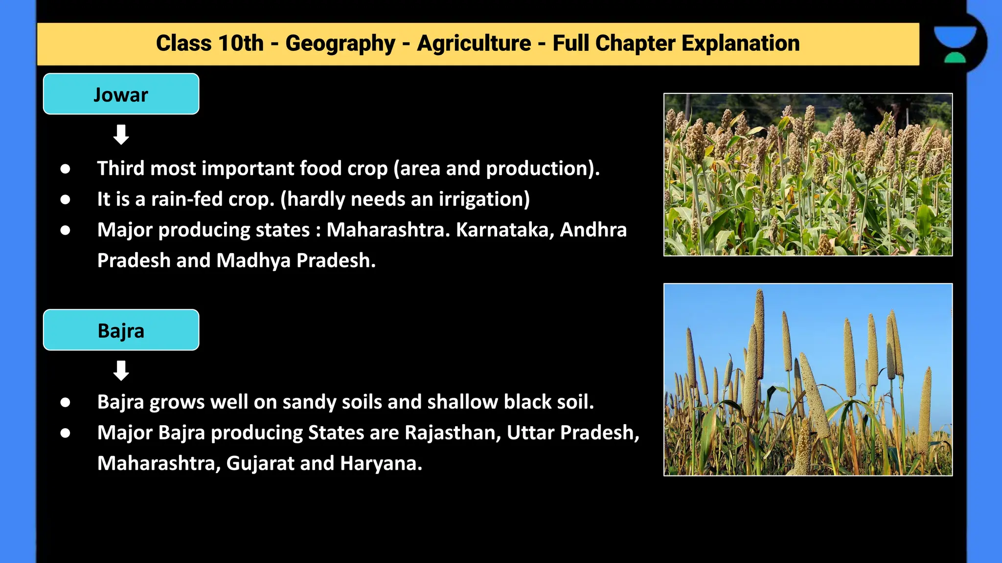Class 10th - Geography - Agriculture - Full Chapter Explanation
● Third most important food crop (area and production).
● It is a rain-fed crop. (hardly needs an irrigation)
● Major producing states : Maharashtra. Karnataka, Andhra
Pradesh and Madhya Pradesh.
● Bajra grows well on sandy soils and shallow black soil.
● Major Bajra producing States are Rajasthan, Uttar Pradesh,
Maharashtra, Gujarat and Haryana.
Jowar
Bajra
 