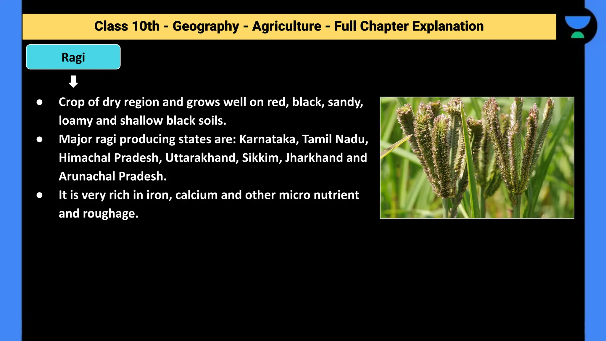 Class 10th - Geography - Agriculture - Full Chapter Explanation
● Crop of dry region and grows well on red, black, sandy,
loamy and shallow black soils.
● Major ragi producing states are: Karnataka, Tamil Nadu,
Himachal Pradesh, Uttarakhand, Sikkim, Jharkhand and
Arunachal Pradesh.
● It is very rich in iron, calcium and other micro nutrient
and roughage.
Ragi
 