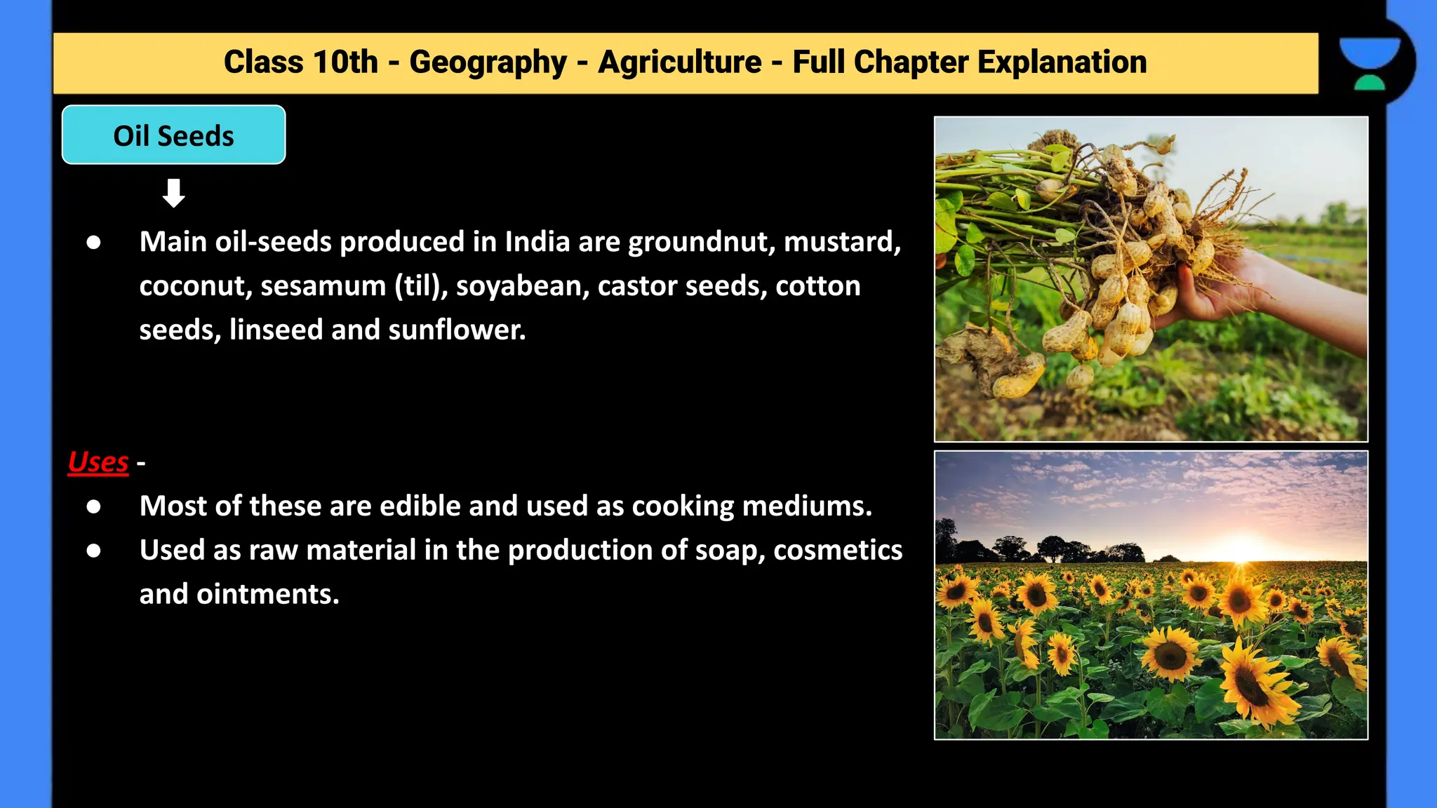 Class 10th - Geography - Agriculture - Full Chapter Explanation
● Main oil-seeds produced in India are groundnut, mustard,
coconut, sesamum (til), soyabean, castor seeds, cotton
seeds, linseed and sunflower.
Uses -
● Most of these are edible and used as cooking mediums.
● Used as raw material in the production of soap, cosmetics
and ointments.
Oil Seeds
 