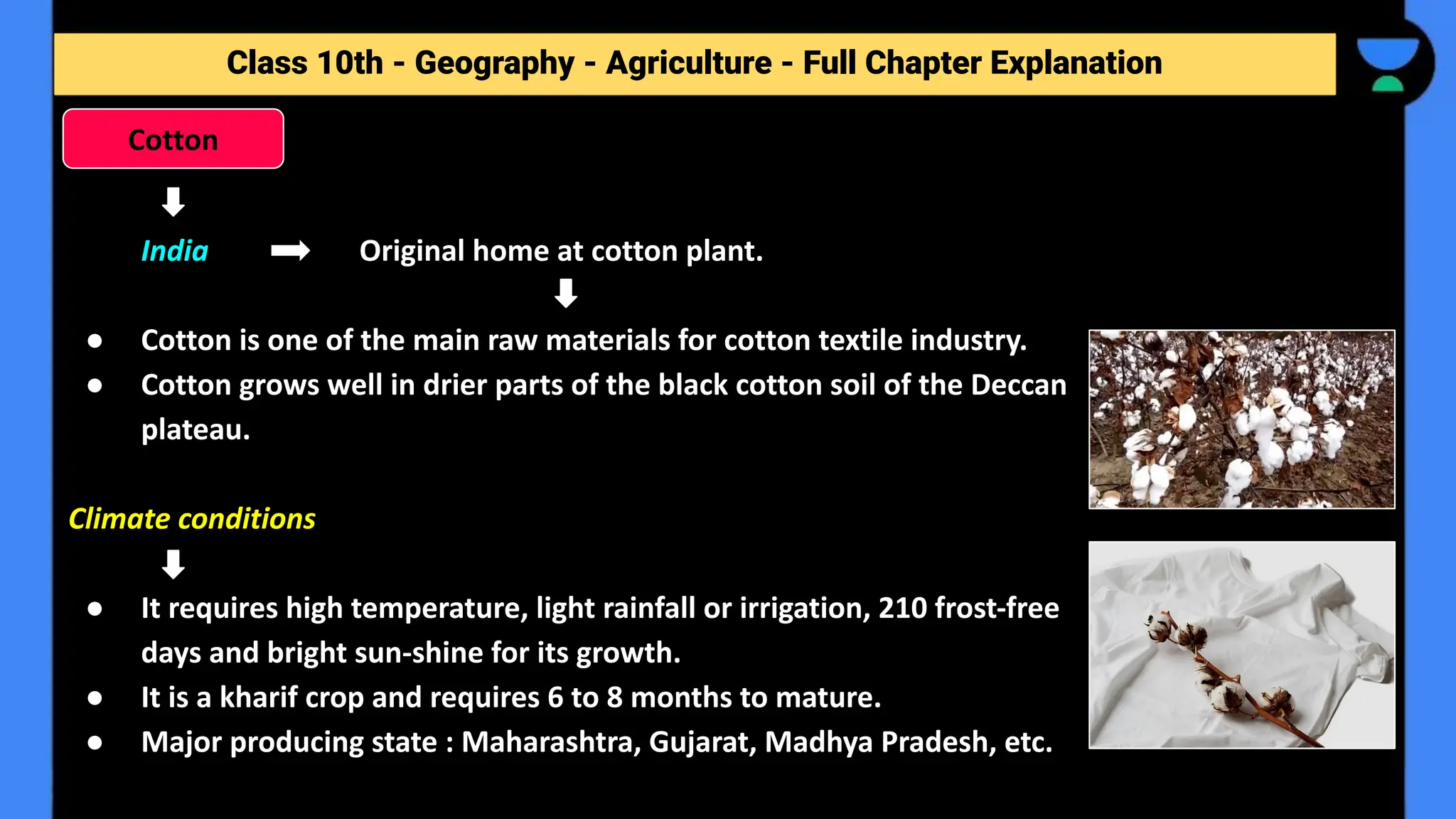 Class 10th - Geography - Agriculture - Full Chapter Explanation
India Original home at cotton plant.
● Cotton is one of the main raw materials for cotton textile industry.
● Cotton grows well in drier parts of the black cotton soil of the Deccan
plateau.
Climate conditions
● It requires high temperature, light rainfall or irrigation, 210 frost-free
days and bright sun-shine for its growth.
● It is a kharif crop and requires 6 to 8 months to mature.
● Major producing state : Maharashtra, Gujarat, Madhya Pradesh, etc.
Cotton
 
