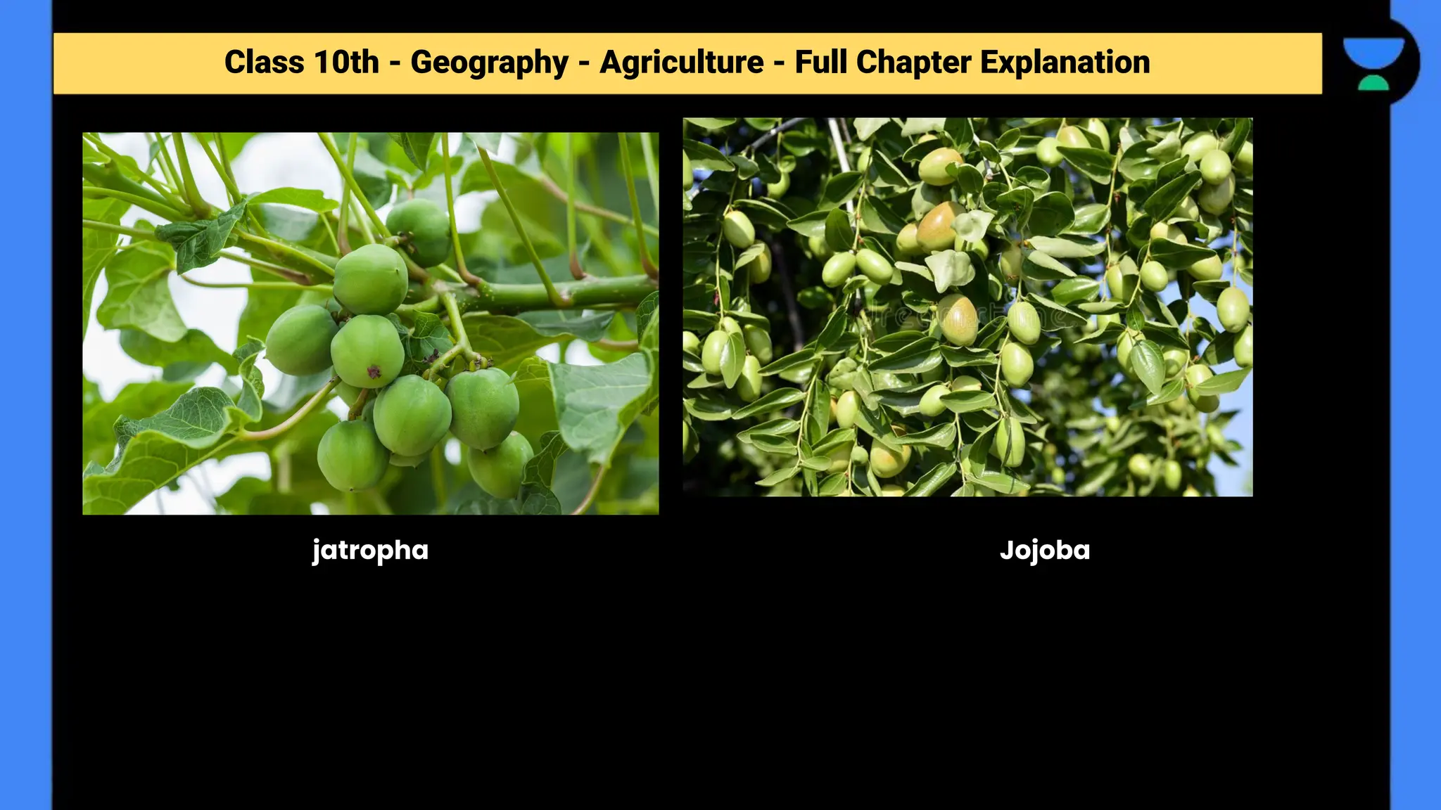 Class 10th - Geography - Agriculture - Full Chapter Explanation
jatropha Jojoba
 