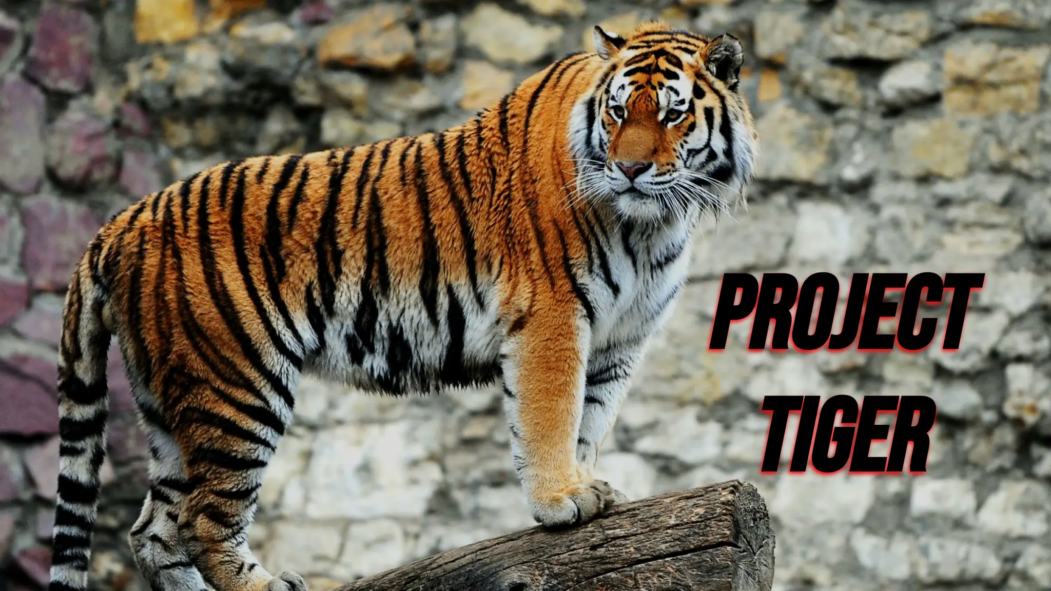 Class 10th - Geography - Forest and Wildlife Resources - Full Chapter Explanation
∴ Project Tiger was started
Project
tiger
 