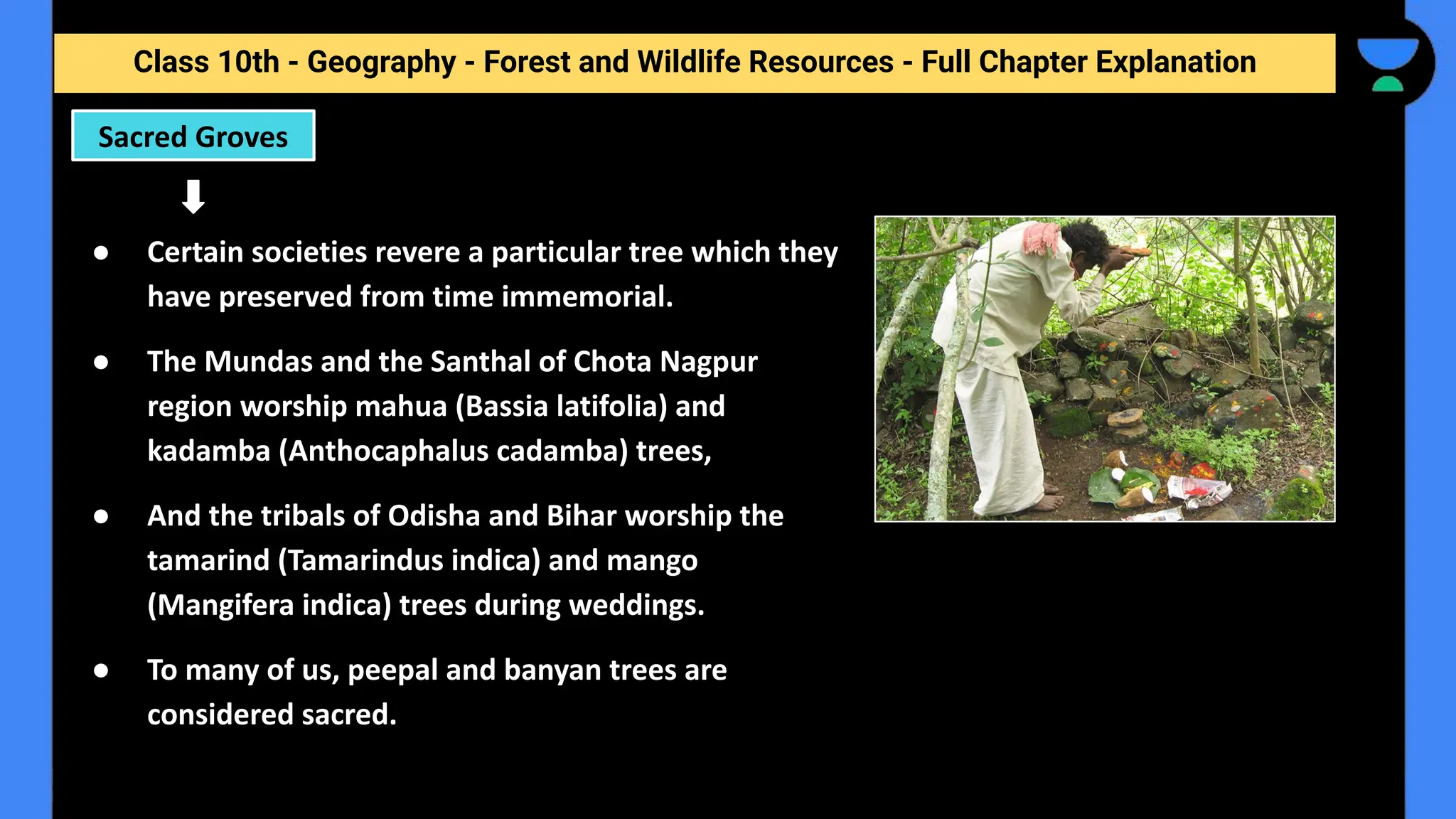 Class 10th - Geography - Forest and Wildlife Resources - Full Chapter Explanation
Sacred Groves
● Certain societies revere a particular tree which they
have preserved from time immemorial.
● The Mundas and the Santhal of Chota Nagpur
region worship mahua (Bassia latifolia) and
kadamba (Anthocaphalus cadamba) trees,
● And the tribals of Odisha and Bihar worship the
tamarind (Tamarindus indica) and mango
(Mangifera indica) trees during weddings.
● To many of us, peepal and banyan trees are
considered sacred.
 