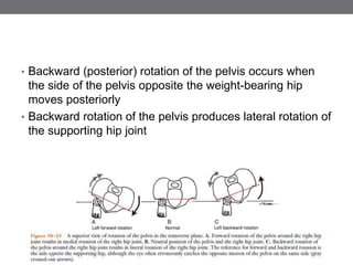BIOMECHANICS OF HIP JOINT BY Dr. VIKRAM | PPTX