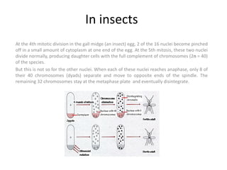 homeostasis and soma-germline interaction | PPT | Free Download