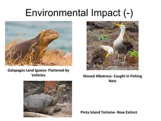 Environmental Impact (-)

Galapagos Land Iguana- Flattened by
Vehicles

Waved Albatross- Caught in Fishing
Nets

Pinta Island Tortoise- Now Extinct

 