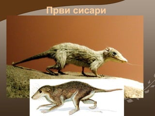 Први сисари

 