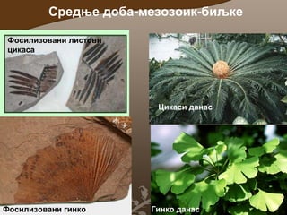 Средње доба-мезозоик-биљке
Фосилизовани листови
цикаса

Цикаси данас

Фосилизовани гинко

Гинко данас

 