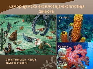 Камбријумска експлозија-експлозија
живота
Сунђер
и

Корали

Бескичмењаци преци
паука и стонога

 