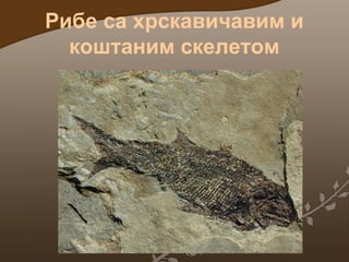 Рибе са хрскавичавим и
коштаним скелетом

 
