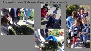 Παρατηρούν τα αγριολούλουδα που υπάρχουν στις αλάνες της γειτονιάς
 