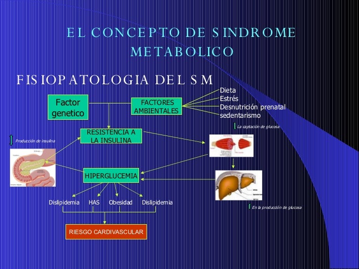 68. FisiopatologíA Diabetes Mellitus Y Sindrome Metabolico 68. FisiopatologíA Diabetes Mellitus Y Sindrome Metabolico