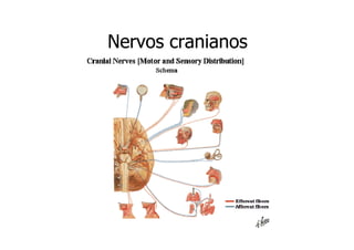 Nervos cranianos

 