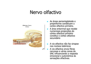 Nervo olfactivo
As áreas periamigdaloide e
prepiriforme constituem o
cortex olfactivo primário.
A área entorrinal que recebe
numerosas projecções do
córtex olfactivo primário
constitui o córtex olfactivo
secundário
A via olfactiva não faz sinapse
nos núcleos talámicos
A via olfactiva envia fibras
nervosas a várias zonas do
SNC influenciando a resposta
emocional e autonómica às
sensações olfactivas.

 