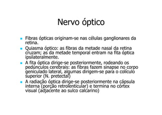Nervo óptico
Fibras ópticas originam-se nas células ganglionares da
originamretina.
Quiasma óptico: as fibras da metade nasal da retina
cruzam; as da metade temporal entram na fita óptica
ipsilateralmente.
A fita óptica dirige-se posteriormente, rodeando os
dirigepedúnculos cerebrais: as fibras fazem sinapse no corpo
geniculado lateral, algumas dirigem-se para o colículo
dirigemsuperior (N. pretectal)
A radiação óptica dirige-se posteriormente na cápsula
dirigeinterna (porção retrolenticular) e termina no córtex
visual (adjacente ao sulco calcarino)

 