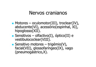 Nervos cranianos
Motores – oculomotor(III), troclear(IV),
abducente(VI), acessório(espinhal, XI),
hipoglosso(XII).
Sensitivos – olfactivo(I), óptico(II) e
vestibulococlear(VIII).
Sensitivo motores – trigémio(V),
facial(VII), glossofaríngeo(IX), vago
(pneumogástrico,X).

 
