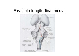 Fascículo longitudinal medial

 