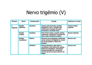 Nervo trigémio (V)
Número

Nome

Componentes

Função

Abertura no cranio

V
Trigémio

Divisão
oftálmica

Sensitiva

Córnea, pela da fronte, escalpe,
palpebras e nariz. Também das
membranas mucosas dos seios
perinasais e cavidade nasal

Fissura orbital
superior

Divisão
maxilar

Sensitiva

Pele da face sobre a maxila, dentes
superiores, membranas mucosas do
nariz, seios maxilares e palato.

Buraco redondo

Divisão
mandibular

Motora

Músculos da mastigação, milohioide,
ventre anterior do digástrico, tensor
do véu do paladar e tensor do
tímpano

Buraco oval

Sensitiva

Pele da bochecha, pele sobre a
mandíbula e face lateral da cabeça,
dentes da mandíbula, articulação
temporomandibular, membrana
mucosa da boca e parte anterior da
língua

Buraco oval

 