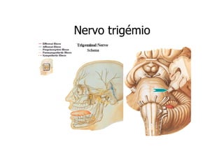 Nervo trigémio

 