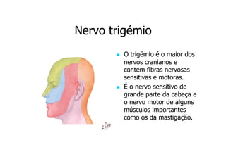 Nervo trigémio
O trigémio é o maior dos
nervos cranianos e
contem fibras nervosas
sensitivas e motoras.
É o nervo sensitivo de
grande parte da cabeça e
o nervo motor de alguns
músculos importantes
como os da mastigação.

 