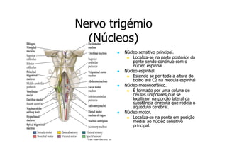 Nervo trigémio
(Núcleos)
Núcleo sensitivo principal.
LocalizaLocaliza-se na parte posterior da
ponte sendo contínuo com o
núcleo espinhal
Núcleo espinhal.
EstendeEstende-se por toda a altura do
bolbo até C2 na medula espinhal
Núcleo mesencefálico.
É formado por uma coluna de
células unipolares que se
localizam na porção lateral da
substância cinzenta que rodeia o
aqueduto cerebral.
Núcleo motor.
LocalizaLocaliza-se na ponte em posição
medial ao núcleo sensitivo
principal.

 