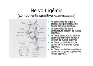Nervo trigémio
(componente sensitivo -Af.somáticas gerais)
As sensações de toque e
pressão são projectadas no
núcleo sensitivo principal.
As sensações de dor e
temperatura passam ao núcleo
espinhal.
As fibras sensitivas da divisão
oftálmica terminam na parte
inferior do núcleo espinhal.
As fibras da divisão maxilar
terminam no meio do núcleo
espinhal.
As fibras da divisão mandibular
terminam na parte superior do
núcleo espinhal.

 