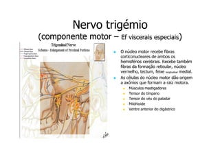 Nervo trigémio
(componente motor –

Ef viscerais especiais)
O núcleo motor recebe fibras
corticonucleares de ambos os
hemisférios cerebrais. Recebe também
fibras da formação reticular, núcleo
vermelho, tectum, feixe longitudinal medial.
As células do núcleo motor dão origem
a axónios que formam a raiz motora.
Músculos mastigadores
Tensor do tímpano
Tensor do véu do paladar
Milohioide
Ventre anterior do digástrico

 
