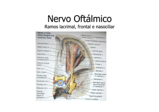 Nervo Oftálmico
Ramos lacrimal, frontal e nasociliar

 