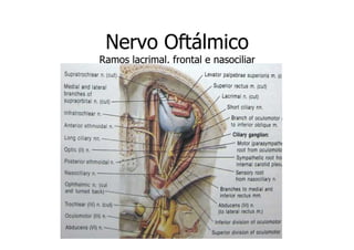 Nervo Oftálmico
Ramos lacrimal, frontal e nasociliar

 