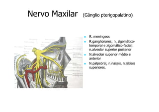 Nervo Maxilar

(Gânglio pterigopalatino)

R. meningeos
R.ganglionares; n. zigomáticozigomáticotemporal e zigomático-facial;
zigomáticon.alveolar superior posterior
N.alveolar superior médio e
anterior
N.palpebral, n.nasais, n.labiais
superiores.

 