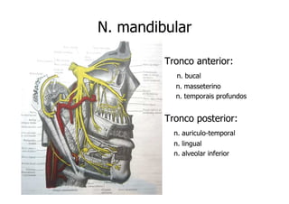N. mandibular
Tronco anterior:
n. bucal
n. masseterino
n. temporais profundos

Tronco posterior:
n. auriculo-temporal
auriculon. lingual
n. alveolar inferior

 
