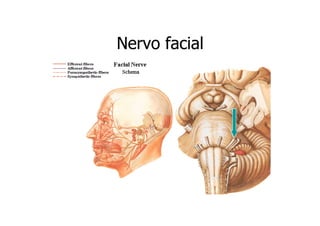Nervo facial

 