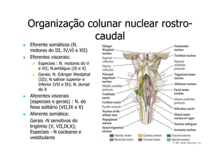 Organização colunar nuclear rostrorostrocaudal
Eferente somáticos (N.
motores do III, IV,VI e XII)
Eferentes viscerais:
Especiais : N. motores do V
e VII; N.ambíguo (IX e X)
Gerais: N. Edinger Westphal
(III); N salivar superior e
inferior (VII e IX); N. dorsal
do X

Aferentes viscerais
(especiais e gerais) : N. do
feixe solitário (VII,IX e X)
Aferente somática:
Gerais -N sensitivos do
trigémio (V, VII,IX,X);
Especiais - N cocleares e
vestibulares

 