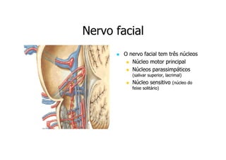 Nervo facial
O nervo facial tem três núcleos
Núcleo motor principal
Núcleos parassimpáticos
(salivar superior, lacrimal)

Núcleo sensitivo
feixe solitário)

(núcleo do

 