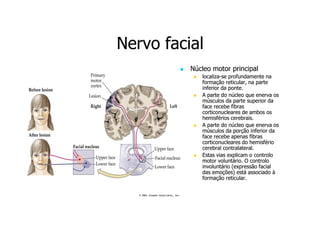 Nervo facial
Núcleo motor principal
localizalocaliza-se profundamente na
formação reticular, na parte
inferior da ponte.
A parte do núcleo que enerva os
músculos da parte superior da
face recebe fibras
corticonucleares de ambos os
hemisférios cerebrais.
A parte do núcleo que enerva os
músculos da porção inferior da
face recebe apenas fibras
corticonucleares do hemisfério
cerebral contralateral.
Estas vias explicam o controlo
motor voluntário. O controlo
involuntário (expressão facial
das emoções) está associado à
formação reticular.

 