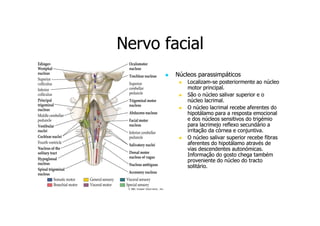 Nervo facial
Núcleos parassimpáticos
LocalizamLocalizam-se posteriormente ao núcleo
motor principal.
São o núcleo salivar superior e o
núcleo lacrimal.
O núcleo lacrimal recebe aferentes do
hipotálamo para a resposta emocional
e dos núcleos sensitivos do trigémio
para lacrimejo reflexo secundário a
irritação da córnea e conjuntiva.
O núcleo salivar superior recebe fibras
aferentes do hipotálamo através de
vias descendentes autonómicas.
Informação do gosto chega também
proveniente do núcleo do tracto
solitário.

 