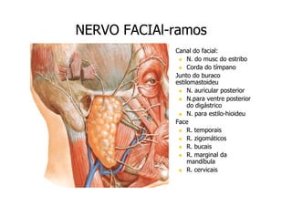NERVO FACIAl-ramos
FACIAlCanal do facial:
N. do musc do estribo
Corda do tímpano
Junto do buraco
estilomastoideu
N. auricular posterior
N.para ventre posterior
do digástrico
N. para estilo-hioideu
estiloFace
R. temporais
R. zigomáticos
R. bucais
R. marginal da
mandíbula
R. cervicais

 