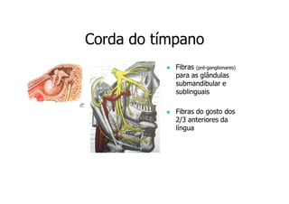 Corda do tímpano
Fibras (pré-ganglionares)
(prépara as glândulas
submandibular e
sublinguais
Fibras do gosto dos
2/3 anteriores da
língua

 