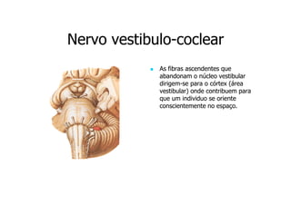 Nervo vestibulo-coclear
vestibuloAs fibras ascendentes que
abandonam o núcleo vestibular
dirigemdirigem-se para o córtex (área
vestibular) onde contribuem para
que um individuo se oriente
conscientemente no espaço.

 
