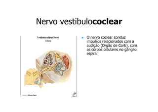 Nervo vestibulococlear
vestibulococlear
O nervo coclear conduz
impulsos relacionados com a
audição (Orgão de Corti), com
as corpos celulares no gânglio
espiral

 