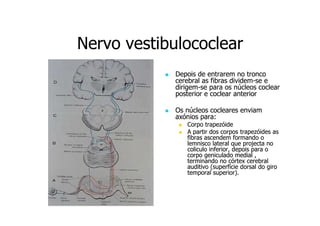 Nervo vestibulococlear
Depois de entrarem no tronco
cerebral as fibras dividem-se e
dividemdirigemdirigem-se para os núcleos coclear
posterior e coclear anterior
Os núcleos cocleares enviam
axónios para:
Corpo trapezóide
A partir dos corpos trapezóides as
fibras ascendem formando o
lemnisco lateral que projecta no
coliculo inferior, depois para o
corpo geniculado medial ,
terminando no córtex cerebral
auditivo (superfície dorsal do giro
temporal superior).

 