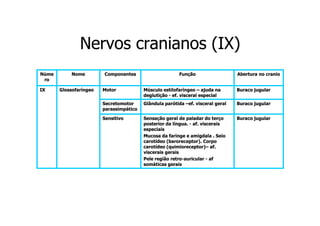 Nervos cranianos (IX)
Núme
ro
IX

Nome
Glossofaríngeo

Componentes

Função

Abertura no cranio

Motor

Músculo estilofaríngeo – ajuda na
deglutição - ef. visceral especial

Buraco jugular

Secretomotor
parassimpático

Glândula parótida –ef. visceral geral

Buraco jugular

Sensitivo

Sensação geral de paladar do terço
posterior da língua. - af. viscerais
especiais
Mucosa da faringe e amigdala . Seio
carotídeo (baroreceptor). Corpo
carotídeo (quimioreceptor)– af.
(quimioreceptor)–
viscerais gerais
Pele região retro-auricular - af
retrosomáticas gerais

Buraco jugular

 
