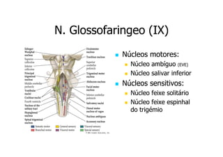 N. Glossofaringeo (IX)
Núcleos motores:
Núcleo ambíguo (EVE)
Núcleo salivar inferior

Núcleos sensitivos:
Núcleo feixe solitário
Núcleo feixe espinhal
do trigémio

 