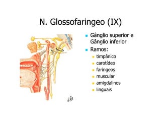 N. Glossofaringeo (IX)
Gânglio superior e
Gânglio inferior
Ramos:
timpânico
carotídeo
faringeos
muscular
amigdalinos
linguais

 