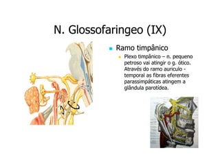 N. Glossofaringeo (IX)
Ramo timpânico
Plexo timpânico – n. pequeno
petroso vai atingir o g. ótico.
Através do ramo auriculo temporal as fibras eferentes
parassimpáticas atingem a
glândula parotídea.

 