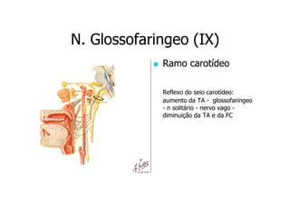N. Glossofaringeo (IX)
Ramo carotídeo
Reflexo do seio carotídeo:
aumento da TA - glossofaringeo
- n solitário - nervo vago diminuição da TA e da FC

 