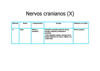 Nervos cranianos (X)
Número

X

Nome

Vago

Componentes

Motor e
sensitivo

Função

Coração e grandes vasos do tórax,
laringe, traqueia, brônquios e
pulmões.
Tubo digestivo desde a faringe até á
flexão esplénica do cólon. Fígado, rim
e pâncreas.

Abertura no crânio

Buraco jugular

 