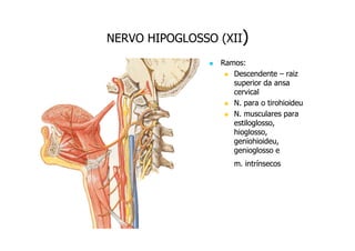 NERVO HIPOGLOSSO (XII)
Ramos:
Descendente – raiz
superior da ansa
cervical
N. para o tirohioideu
N. musculares para
estiloglosso,
hioglosso,
geniohioideu,
genioglosso e
m. intrínsecos

 