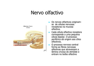 Nervo olfactivo
Os nervos olfactivos originamoriginamse de células nervosas
receptoras na mucosa
olfactiva.
Cada célula olfactiva receptora
corresponde a uma pequena
célula bipolar. O processo
periférico dá origem aos cílios
olfactivos.
O processo nervoso central
forma as fibras nervosas
olfactivas que atravessam a
lâmina crivosa do etmóide e
entram no bolbo olfactivo

 