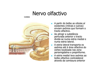 Nervo olfactivo
A partir do bolbo as células aí
existentes (mitrais e outras)
enviam axónios que formam o
tracto olfactivo.
Ao atingir a substância
perfurada anterior o tracto
dividedivide-se numa estria medial e
numa estria lateral.
A estria lateral transporta os
axónios até à área olfactiva do
córtex localizada nas zona
periamigdalina e prepiriforme.
A estria medial leva axónios ao
bolbo olfactivo contralateral
através da comissura anterior

 